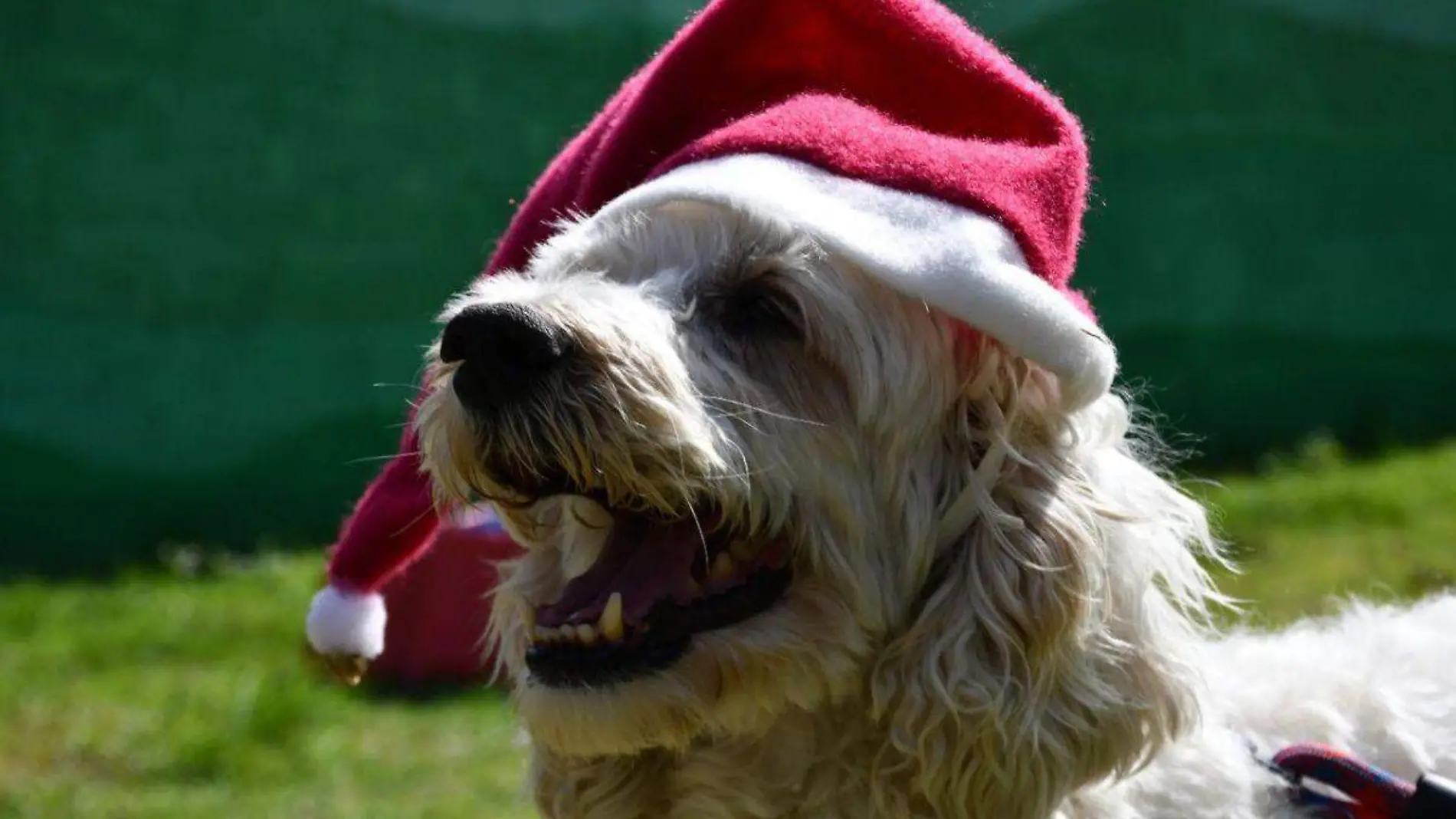 Perritos del Metro enviarán cartas a Santa Claus y los Reyes Magos 